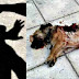 ΜΠΡΑΒΟ ΤΟΥΣ!!!! Ξυλοκόπησαν άγρια Γεωργιανό που πυροβόλησε σκυλάκι