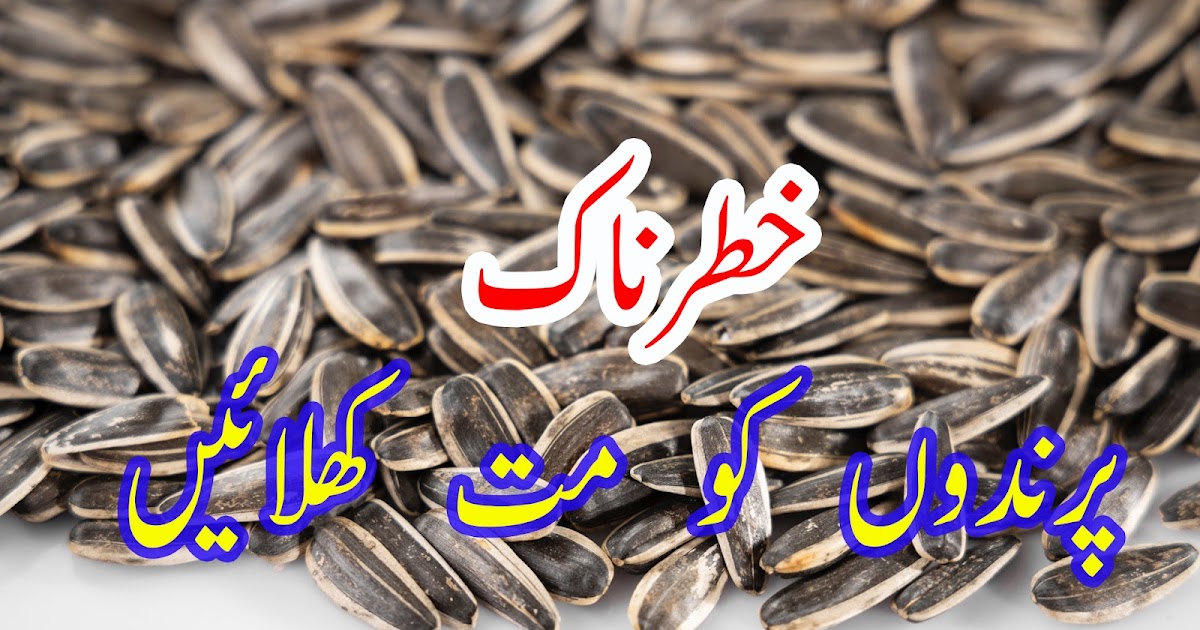 Don't Feed Sunflower Seeds To Your Parrots Translation Available