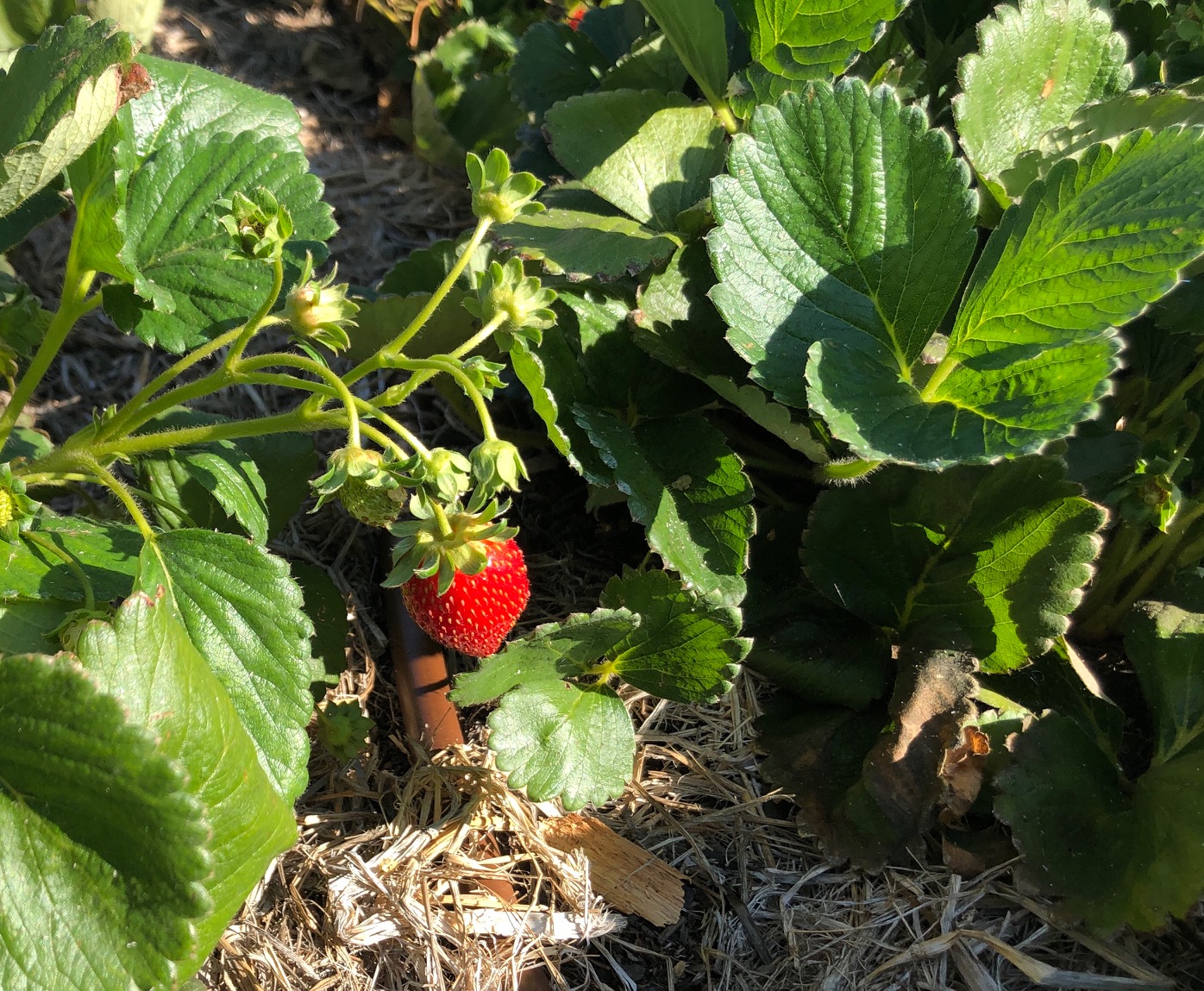 Sacramento Digs Gardening Celebrate National Strawberry Day!