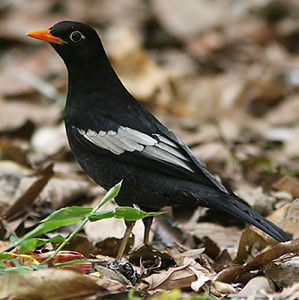 Merdu suara burung Grey winged blackbird Merdu suara burung Grey winged blackbird