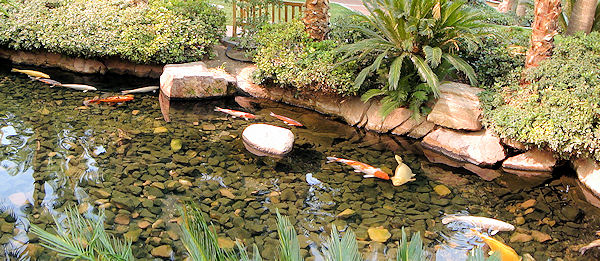 Left Field Wander: Flamingo Hotel Wildlife Habitat