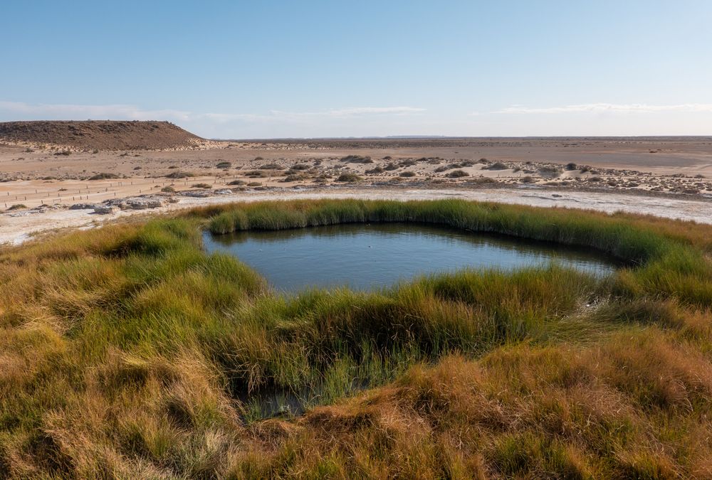  mound spring fed by an artesian well in South Australia mound spring fed by an artesian well in South Australia