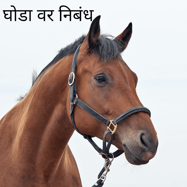 10 ओळींचा घोडा वर निबंध 10 lines on horse in marathi Marathi Nibandhs