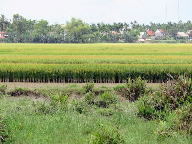 Rice paddy encountered on the Heaven and Earth Bicycle Tour in Vietnam