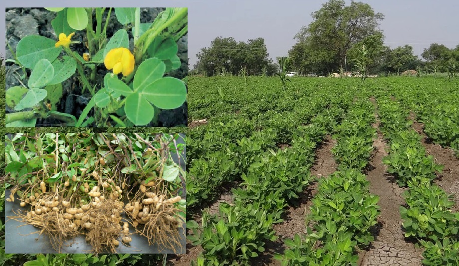 Cultivation of Groundnut ; A complete Information Guide AgrovistaFarming