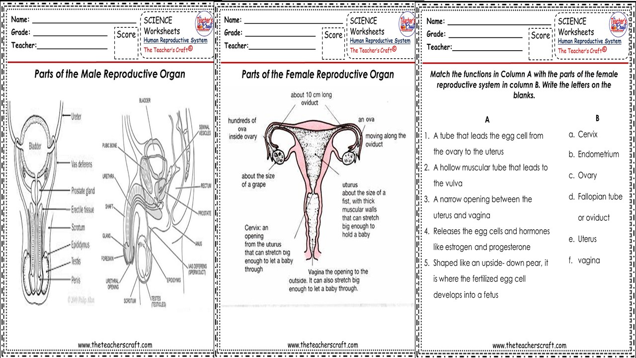 science v human reproductive worksheets the teacher s craft