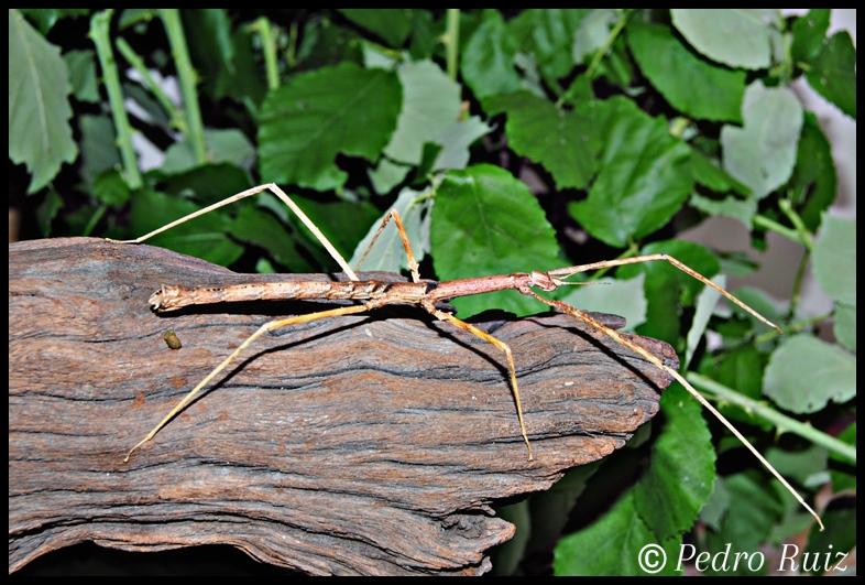 Hembra adulta de Parapachymorpha zomproi, 9 cm de longitud Hembra adulta de Parapachymorpha zomproi, 9 cm de longitud