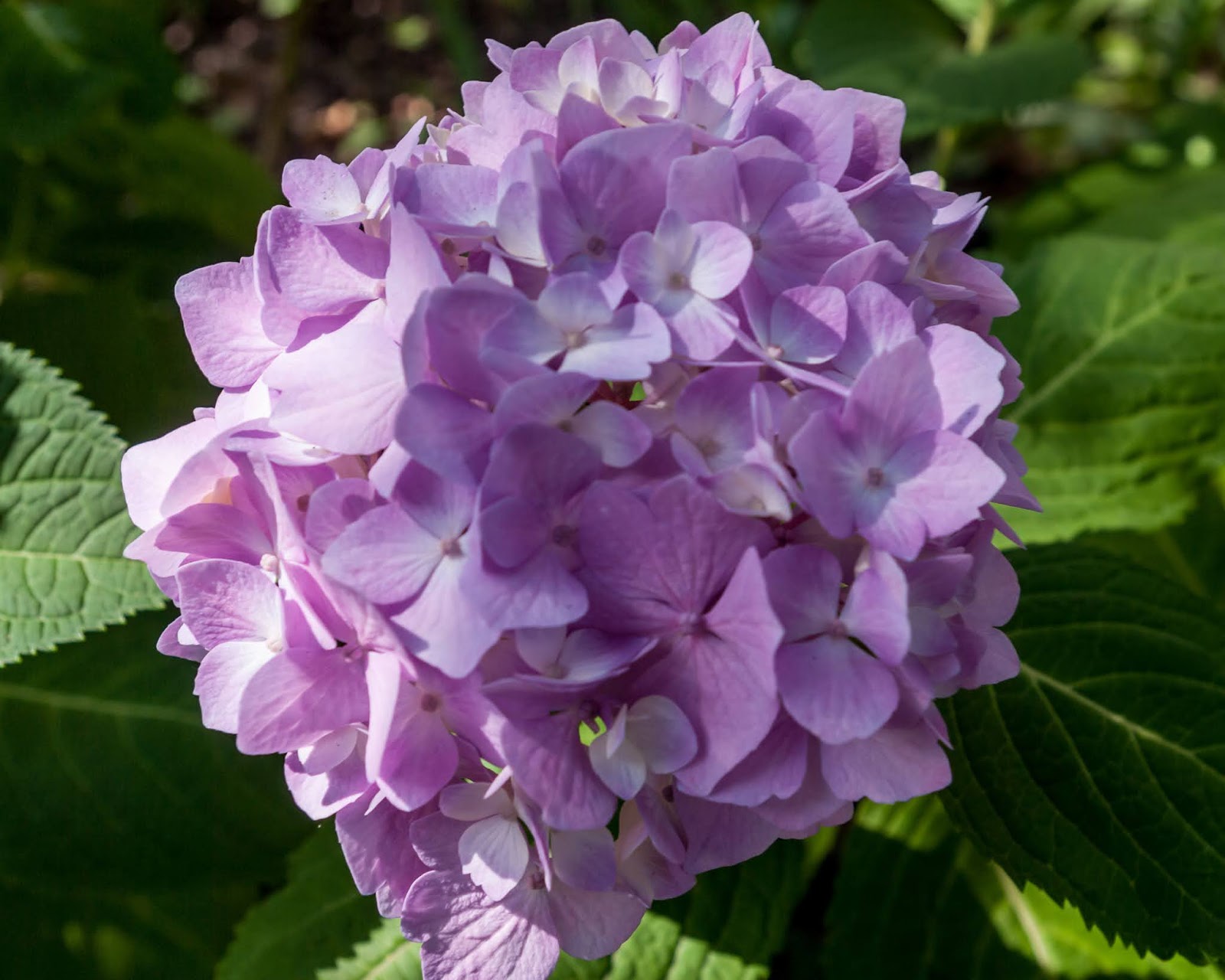 NEW SAVANNA: Lavender hydrangea
