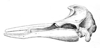 Sowerby gagalı balinası kafatası