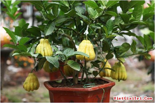 Loạt kiểng độc chưng Tết từ cổ thụ tới mini cho đại gia