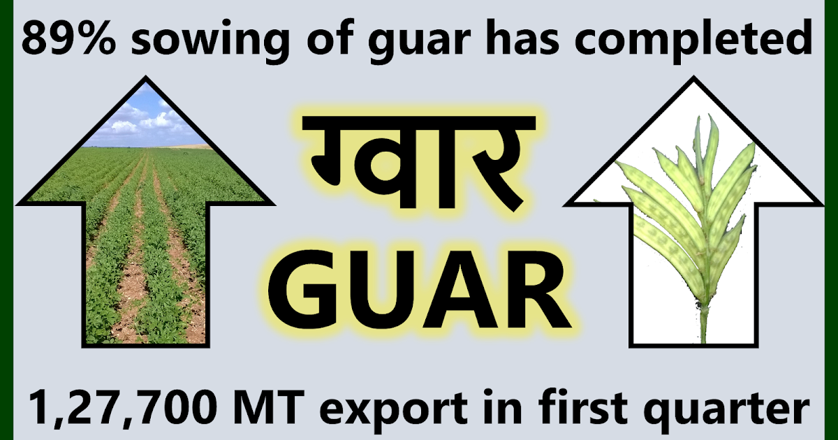 GUAR GUM INFORMATION AND GUAR GUM CULTIVATION IN INDIA Guar crop