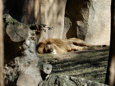 BIOPARC Valenciaの雄のライオン