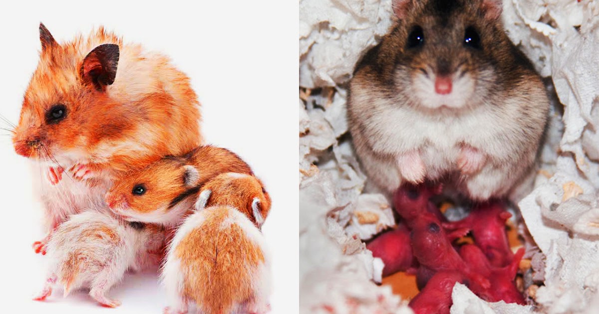 Quel Est La Durée De Vie D'un Hamster Période de gestation des hamsters - Hamsters enceintes | hamster