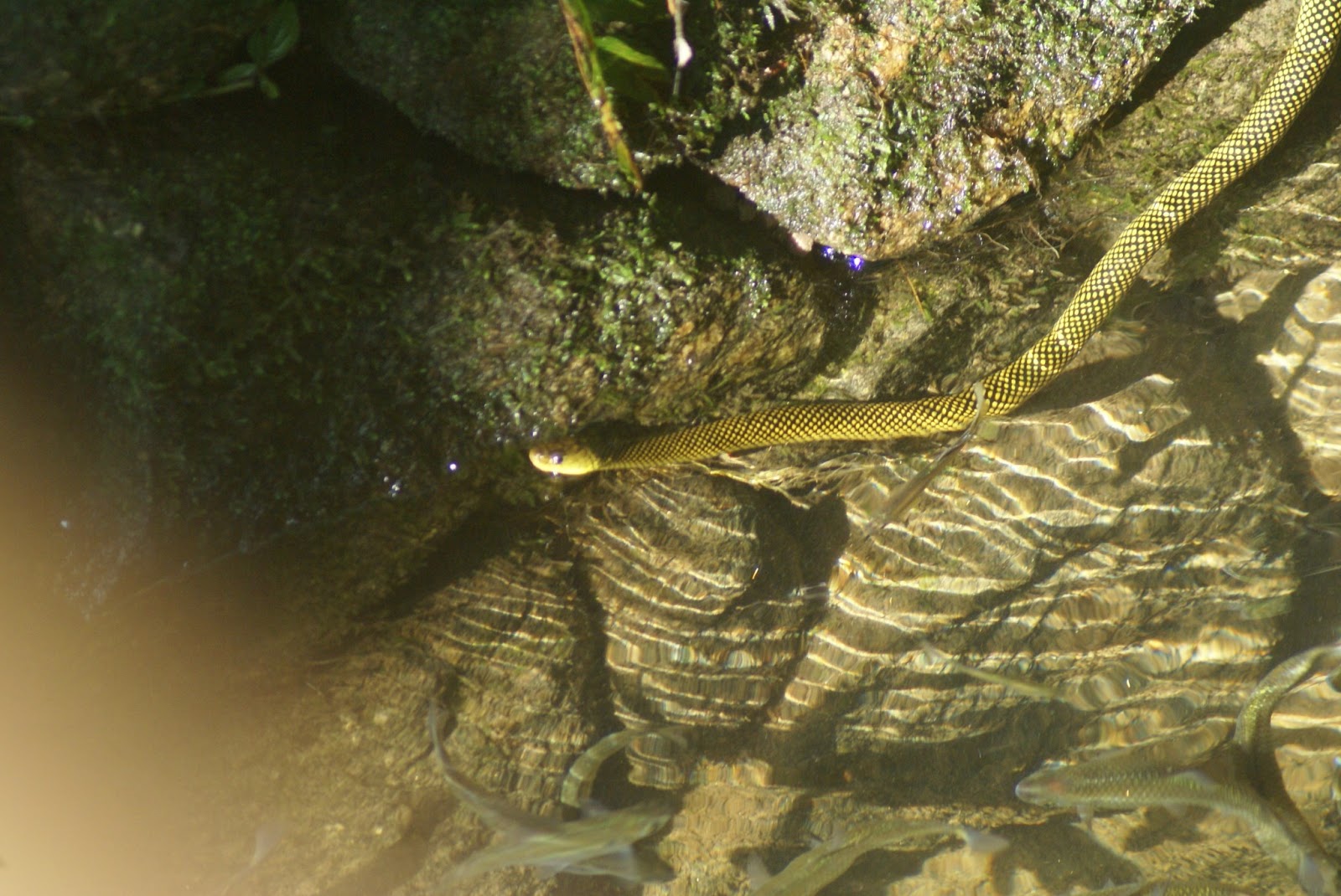Fauna e Flora da Mata Atlântica: Cobra D' agua