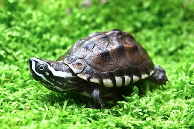 Makanan Kura Kura Mse Malayan Snail Eating Gak Cuma Keong Kuranesia