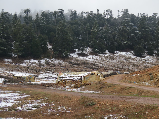 Bosque de cedros en la carretera a Oum Er-Rbia