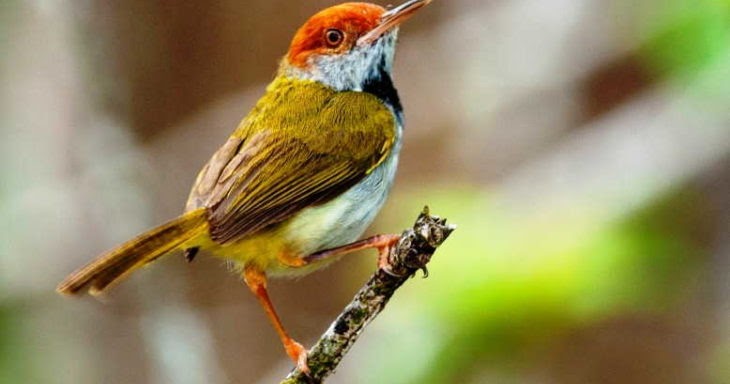Kicauan Burung Prenjak Memiliki Arti Berdasarkan Primbon Kicauan Burung Prenjak Memiliki Arti Berdasarkan Primbon