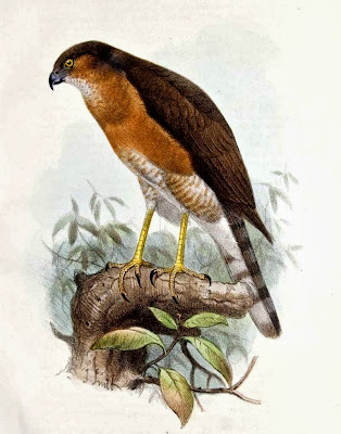 Gavilancito japonés Accipiter gularis