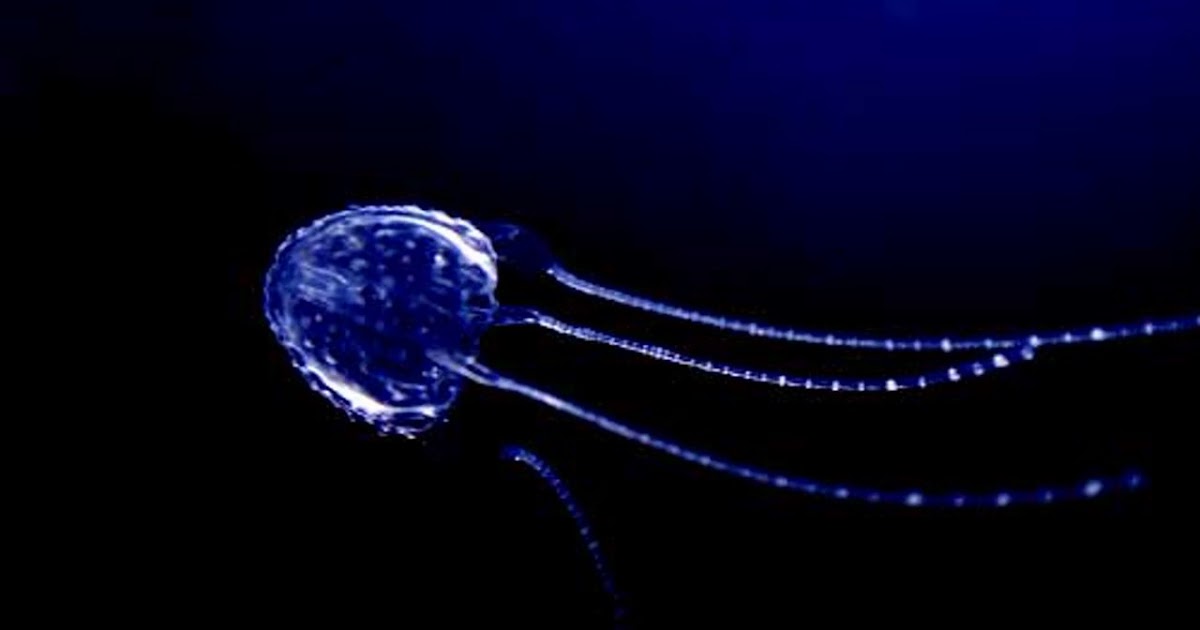 Irukandji Jellyfish Facts, Location, Habitat, Diet