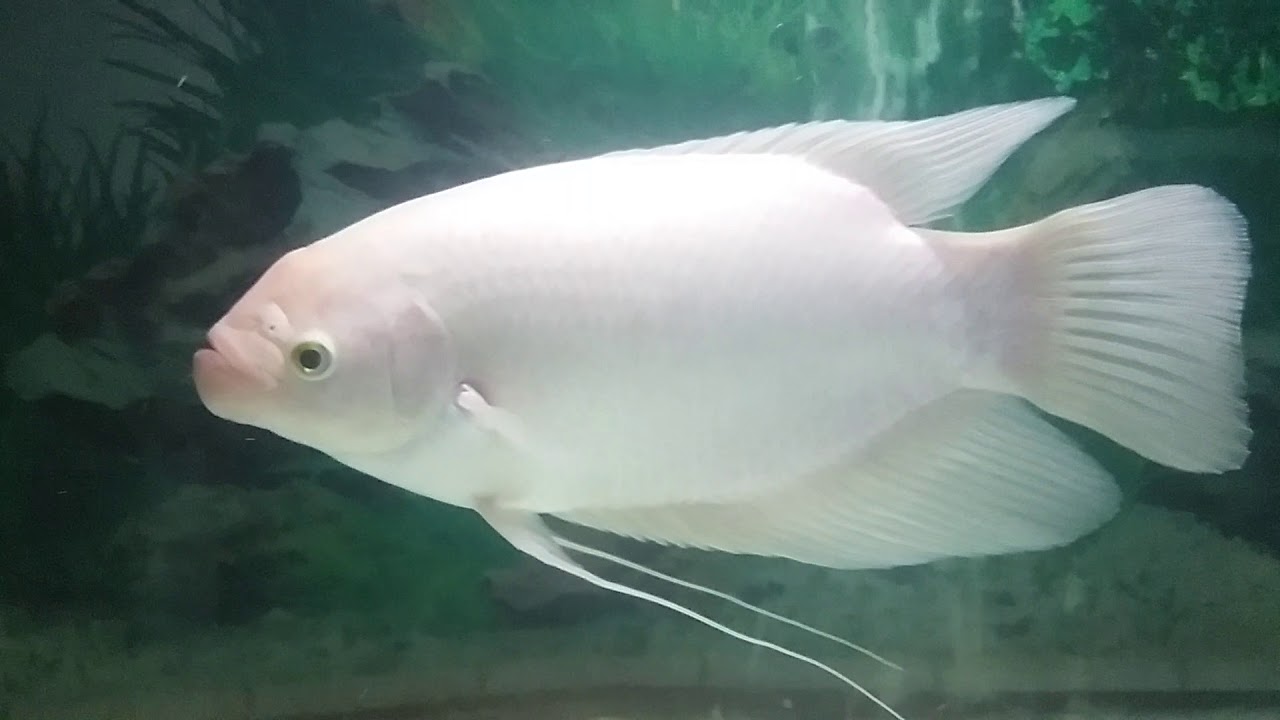 Budidaya Ikan Gurame Padang