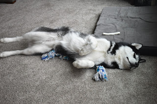 Ullr the husky pup stretched out on his back on the floor, his blue and white rope bone resting beside him as he snoozes.