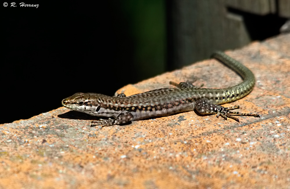 fotosricardo-h: LAGARTIJA IBÉRICA, LAGARTIJA COMÚN, LAGARTIJA HISPÁNICA ...
