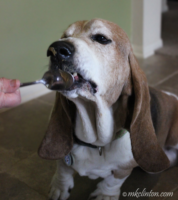 Dog licking Pawnut Butter from spoon with some on his nose