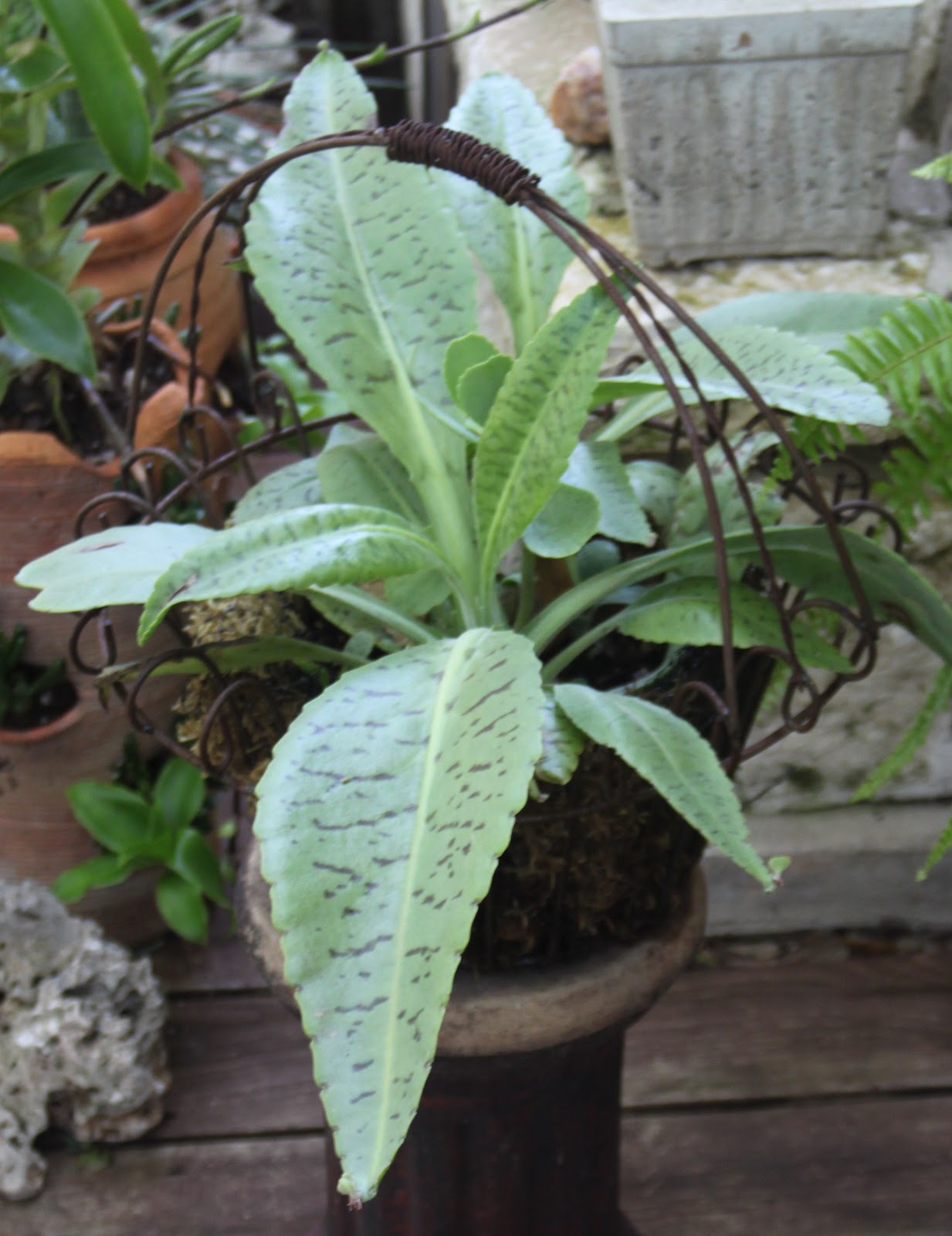 RockOakDeer Plant ABCs K is for Kalanchoe