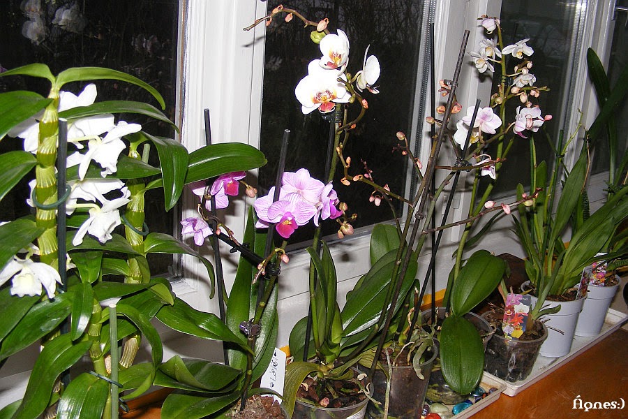 Ágnes) virágai Orchideák