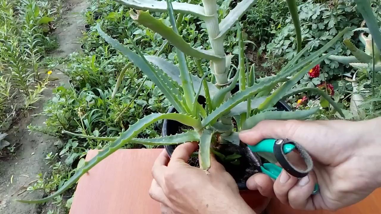 How To Propagate Aloe Vera Children�s Books, Kids Books