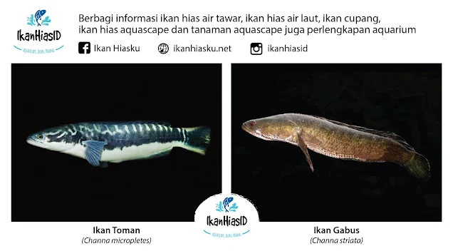 Perbedaan Ikan Gabus dan Ikan Toman