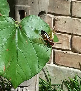 Cicada killer wasp