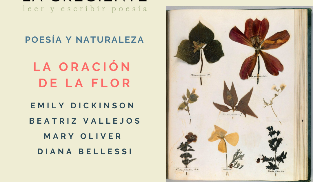 Club de lectura La oración de la flor, Poesía y Naturaleza en