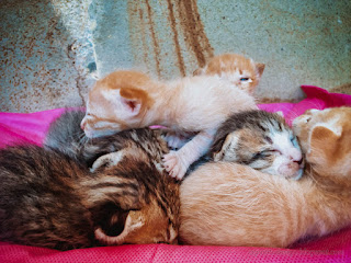 Newborn Kittens Open Sleepy Eyes On Cloth When They Left By The Mother North Bali Indonesia
