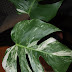 The dark side of Monstera decliciosa variegata