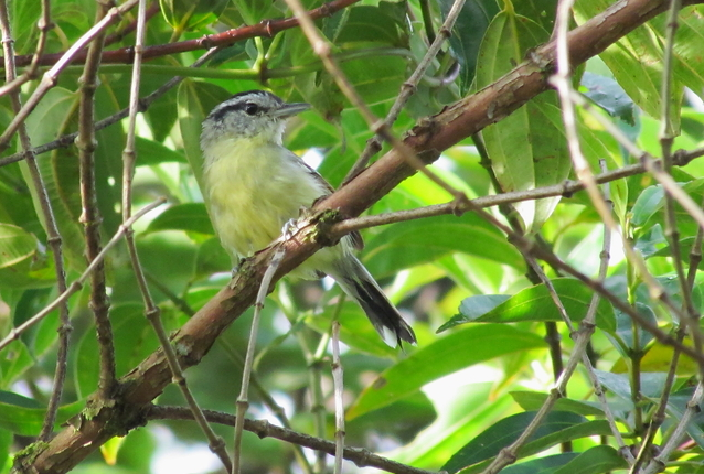 Argentina nativa Tiluchí alas rojizas (Herpsilochmus rufimarginatus)
