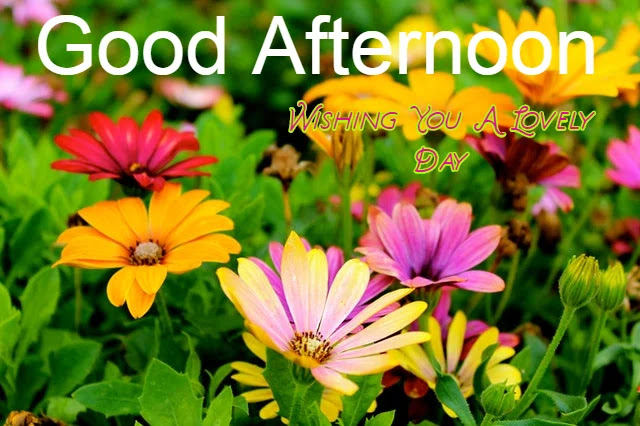 Good Afternoon HD Image Good Afternoon HD Image