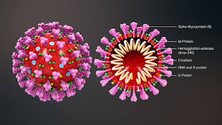 coronavirus coronavirus