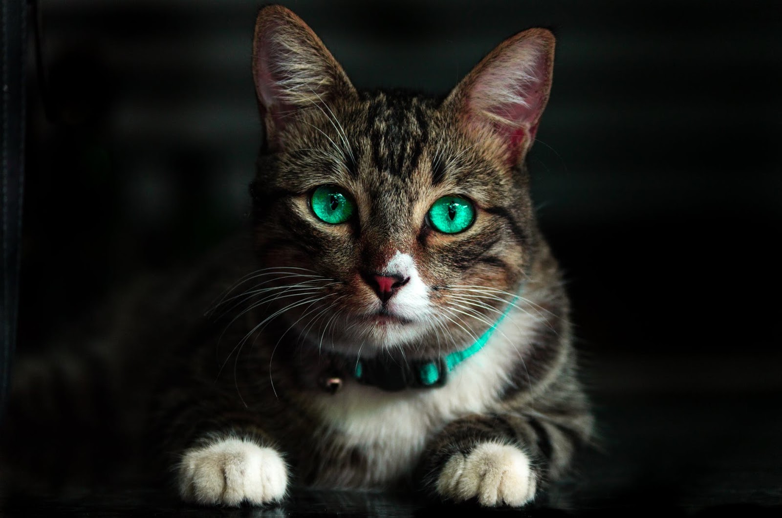 Arti Mimpi Lengkap Terkait Kucing Arti Mimpi Lengkap Terkait Kucing