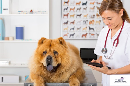 Chow-Chow in India: Major health problems