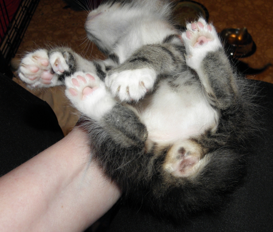 boy kitten girl kitten