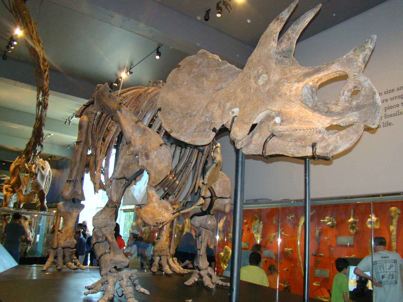 dino exhibit