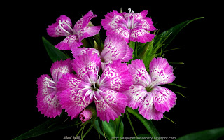 http://wallpaper-4k-tapety.blogspot.com/2015/02/gozdzik-brodaty-dianthus-barbatus.html