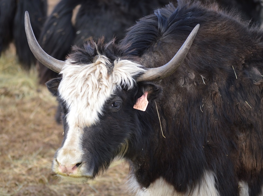 Springridge Ranch GrassFed YakCross Beef New Yak Cows at Springridge