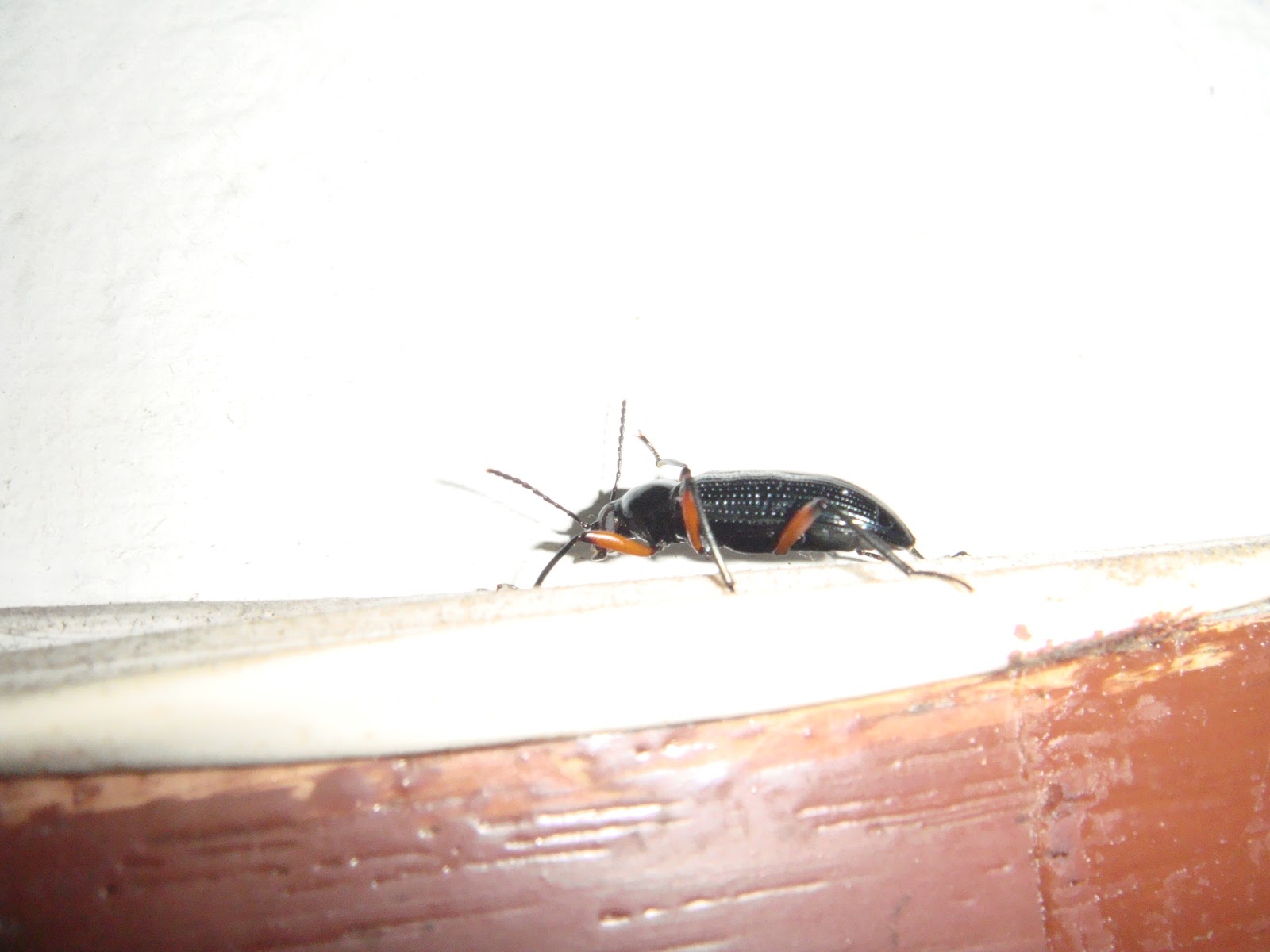 Supersupergirl's creature world: Beetle with red legs