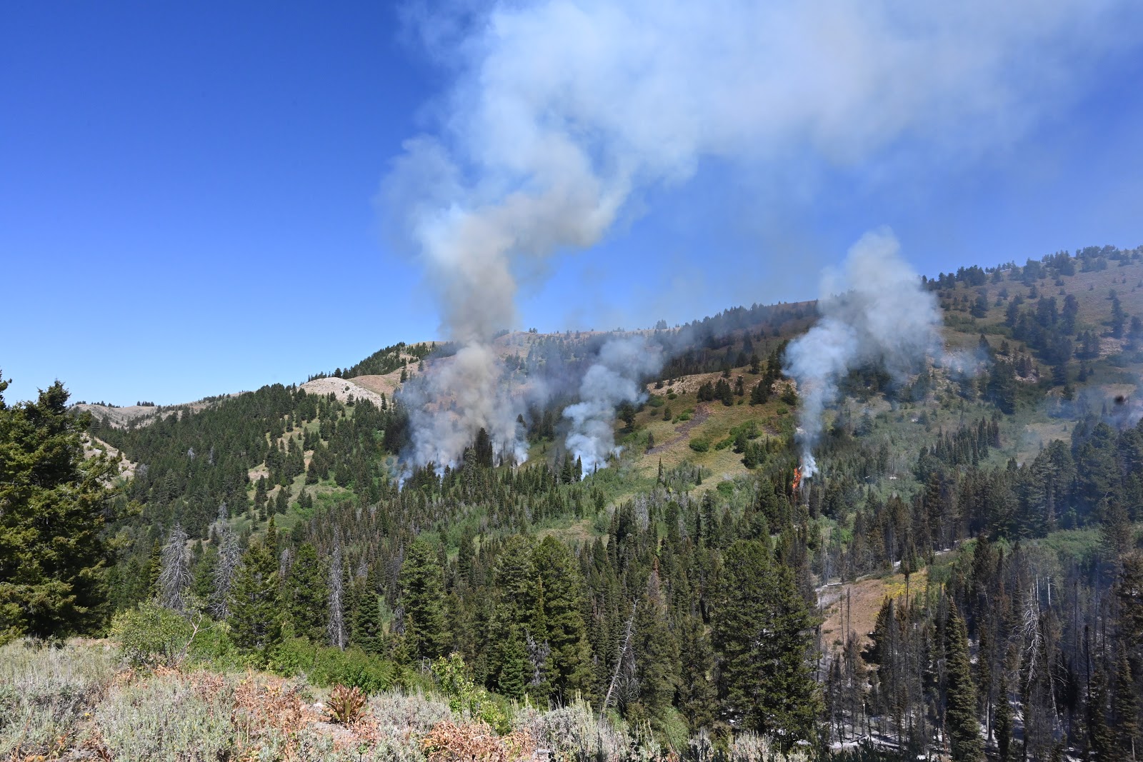 Idaho Fire Information Fall Creek Aspen Restoration Project still