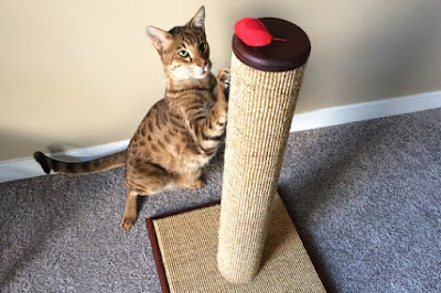 Considerations For Getting Your Cat The Ideal Cat Scratching Post Considerations For Getting Your Cat The Ideal Cat Scratching Post