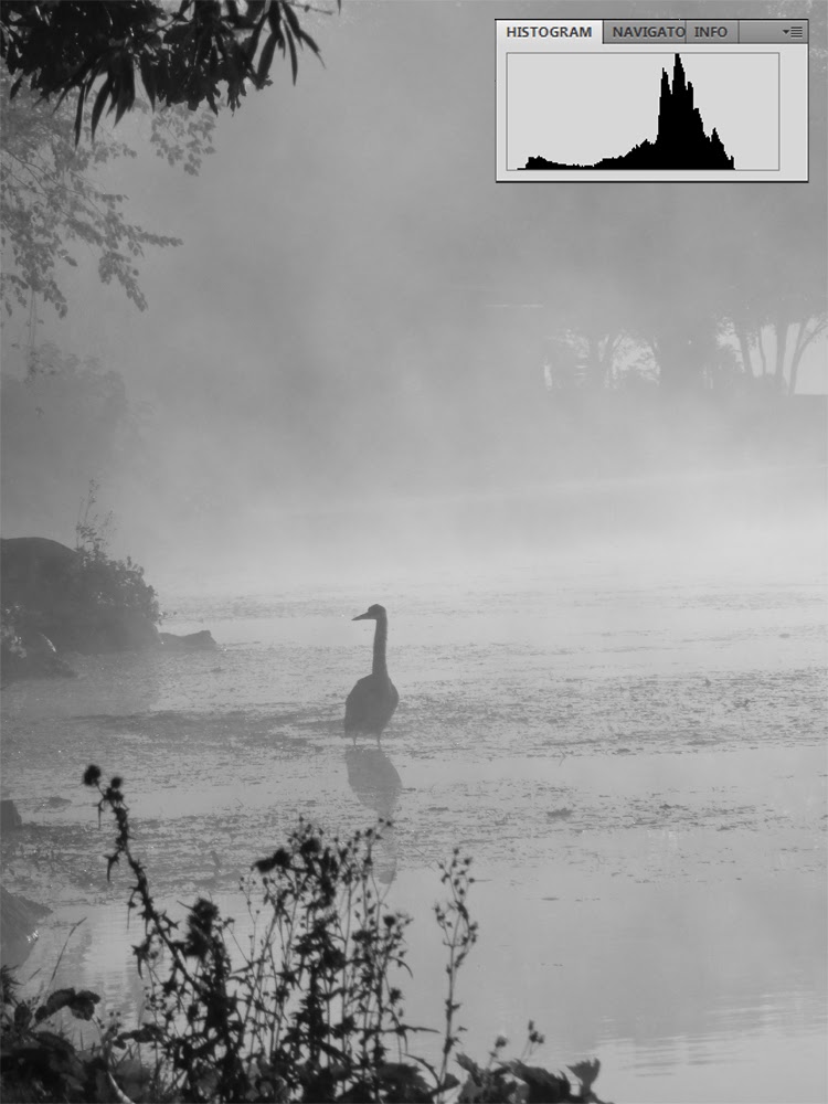 Low Contrast Black and White Foggy Morning with Heron | Boost Your Photography