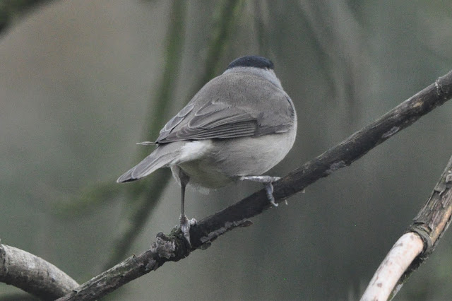Uninged male Blackcap 09/03/2021