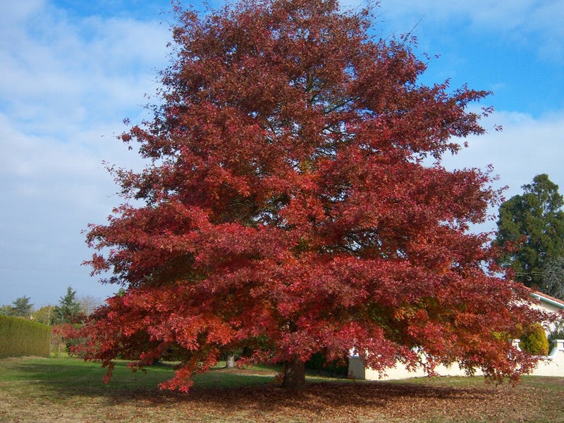 Trees Planet: Quercus rubra - Red Oak